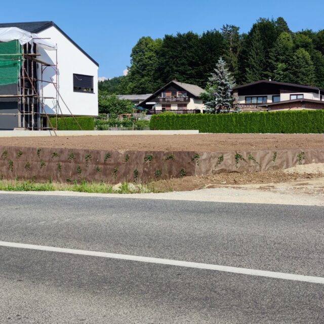 Nizka škarpa z mladimi sadikami ob cesti pred stanovanjskimi hišami.