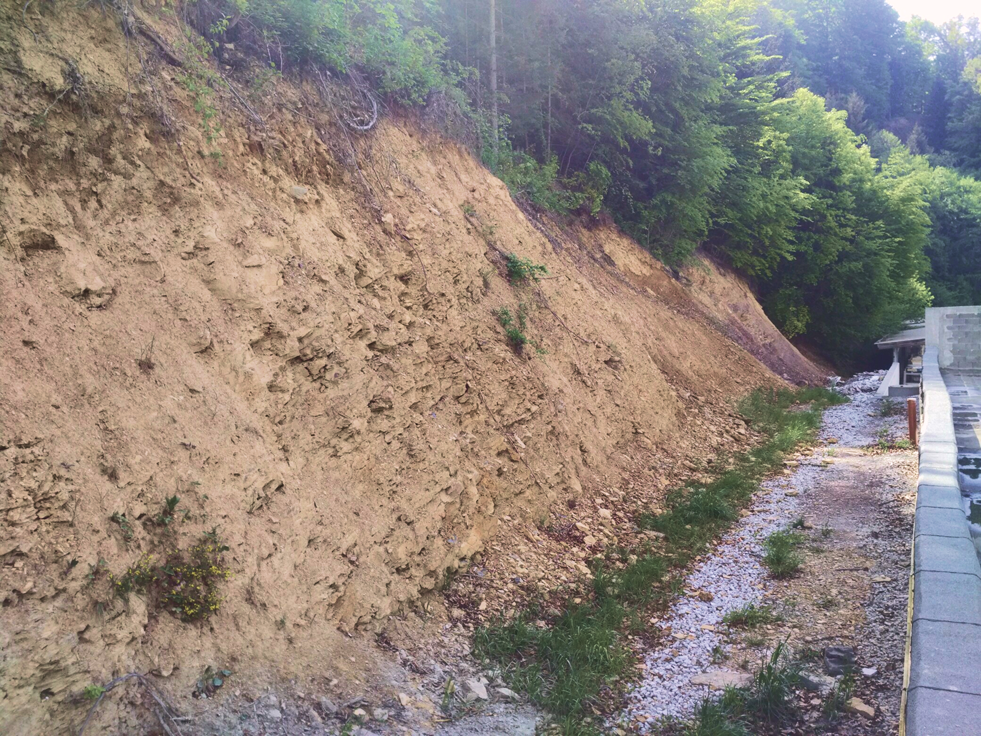 Golo, erodirano zemljeno pobočje ob poti, brez vegetacije, z gozdom v ozadju – prikaz brežine pred sanacijo.
